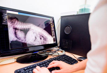 radiologia digital veterinaria